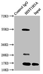 HIST1H3A Antibody