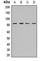 ZNF544 Antibody