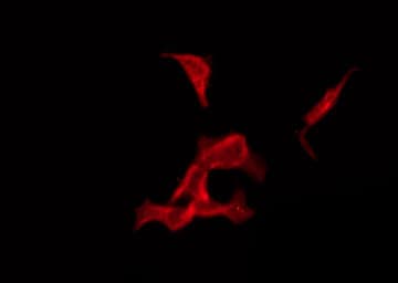 Polyclonal Rabbit anti-Human OR1A1 Antibody (IF, WB)