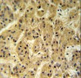 SEC24A Antibody (aa636-663)