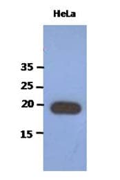 Monoclonal Mouse anti-Human PAIP2 Antibody (clone AT1C12, WB)