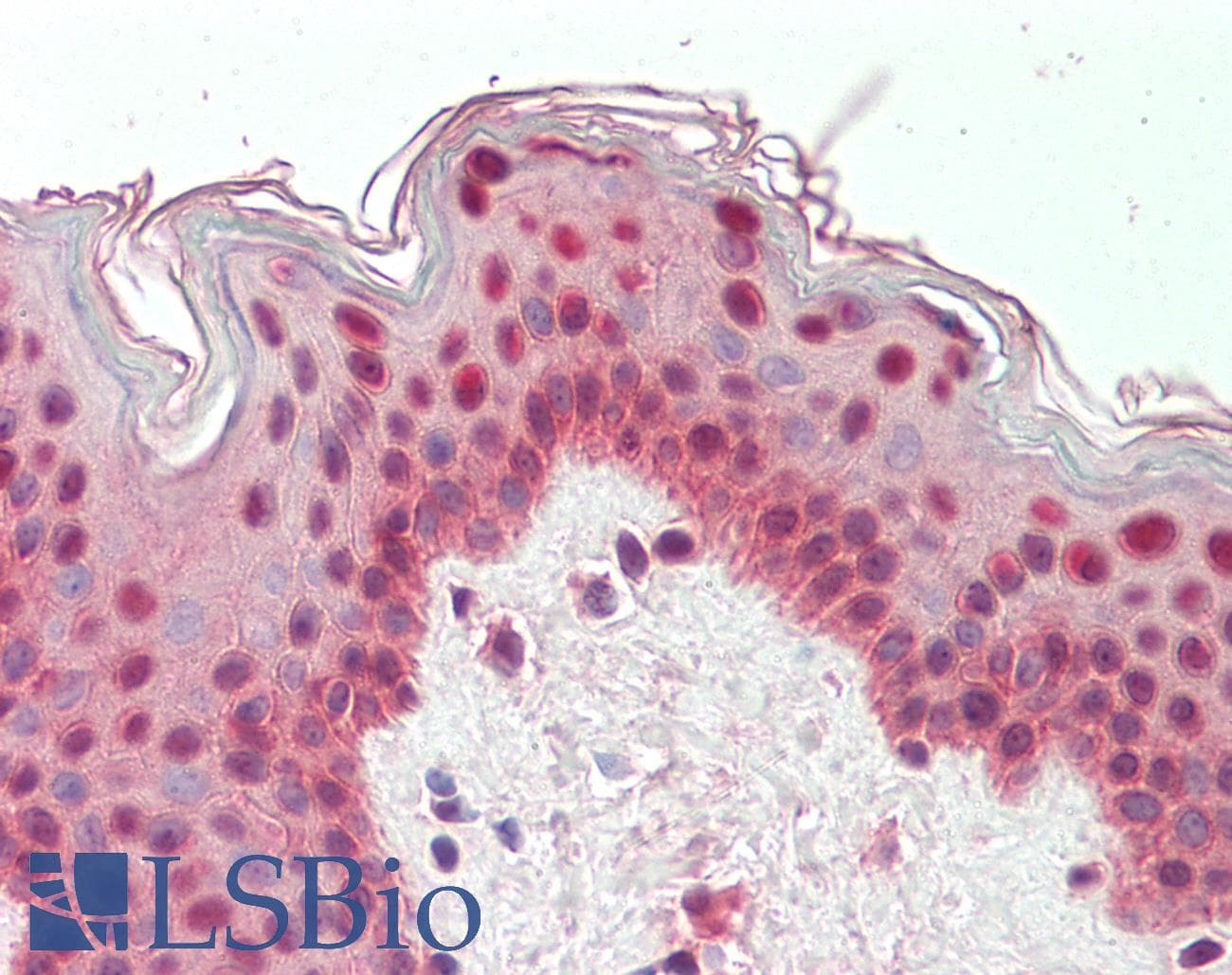 IHC-plus™ TIAL1 Antibody (aa105-119)