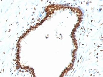 DNA ds Antibody (clone 121-3)