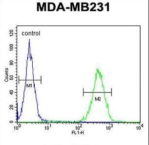 Polyclonal Rabbit anti-Human ST7 Antibody (aa169-197, WB)