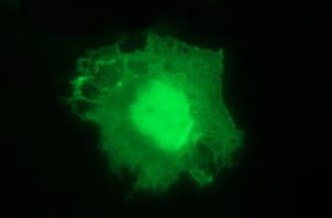 PARVA Antibody (clone OTI2F9)
