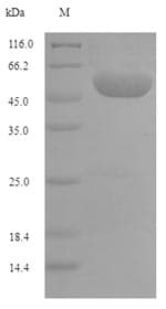 Orangutan MTHFD1 Protein (Recombinant 6His-SUMO, N-terminus)
