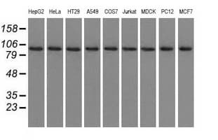 USP5 Antibody (clone OTI1F8)