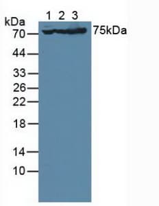 GRIA3 / GLUR3 Antibody (APC, Cy7)