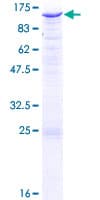 Human EXTL3 Protein (Recombinant GST)
