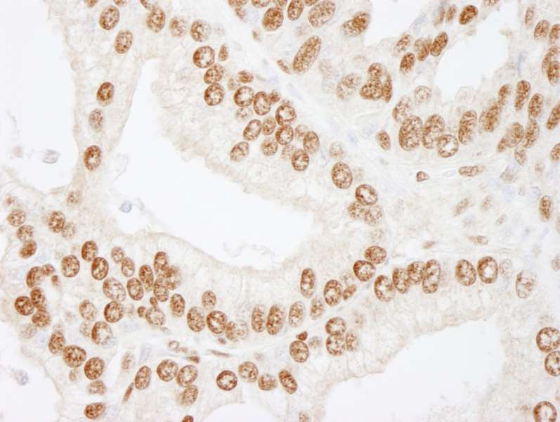 CREB1 / CREB Antibody (aa250-300)