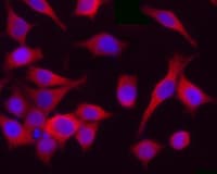 CDK1 / CDC2 Antibody (clone POH-1)