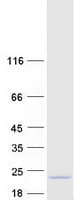 Human C4orf46 Protein (Recombinant Myc-DDK (Flag))