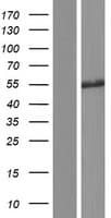 CDC14B Protein (Over-Expression Lysate Myc-DDK (Flag))