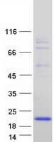 Human FXYD6 Protein (Recombinant Myc-DDK (Flag))