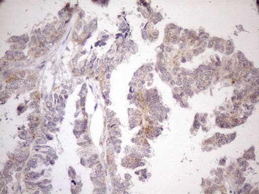 CIAPIN1 / Anamorsin Antibody (aa97-312, clone OTI5A6, Carrier-free)