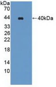 WNK1 Antibody (aa1954-2231, APC)