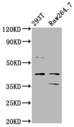 MAFB Antibody