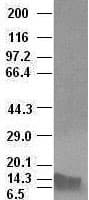 Monoclonal Mouse anti-Human BMP4 Antibody (clone OTI6B7, IF, WB)