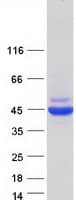 Human SEPT2 / Septin 2 Protein (Recombinant Myc-DDK (Flag))