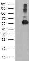 TUBAL3 Antibody (clone OTI1C2)