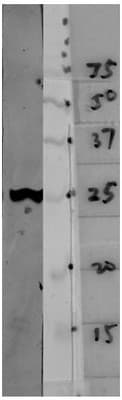 Monoclonal Mouse anti-Human YWHAH / 14-3-3 Eta Antibody (clone 3G12, WB)