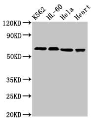 Polyclonal Rabbit anti-Human UBASH3A / CLIP4 Antibody (IF)