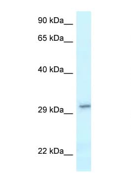 VTI1B Antibody (aa146-195)