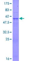Human GALNT9 Protein (Recombinant GST)