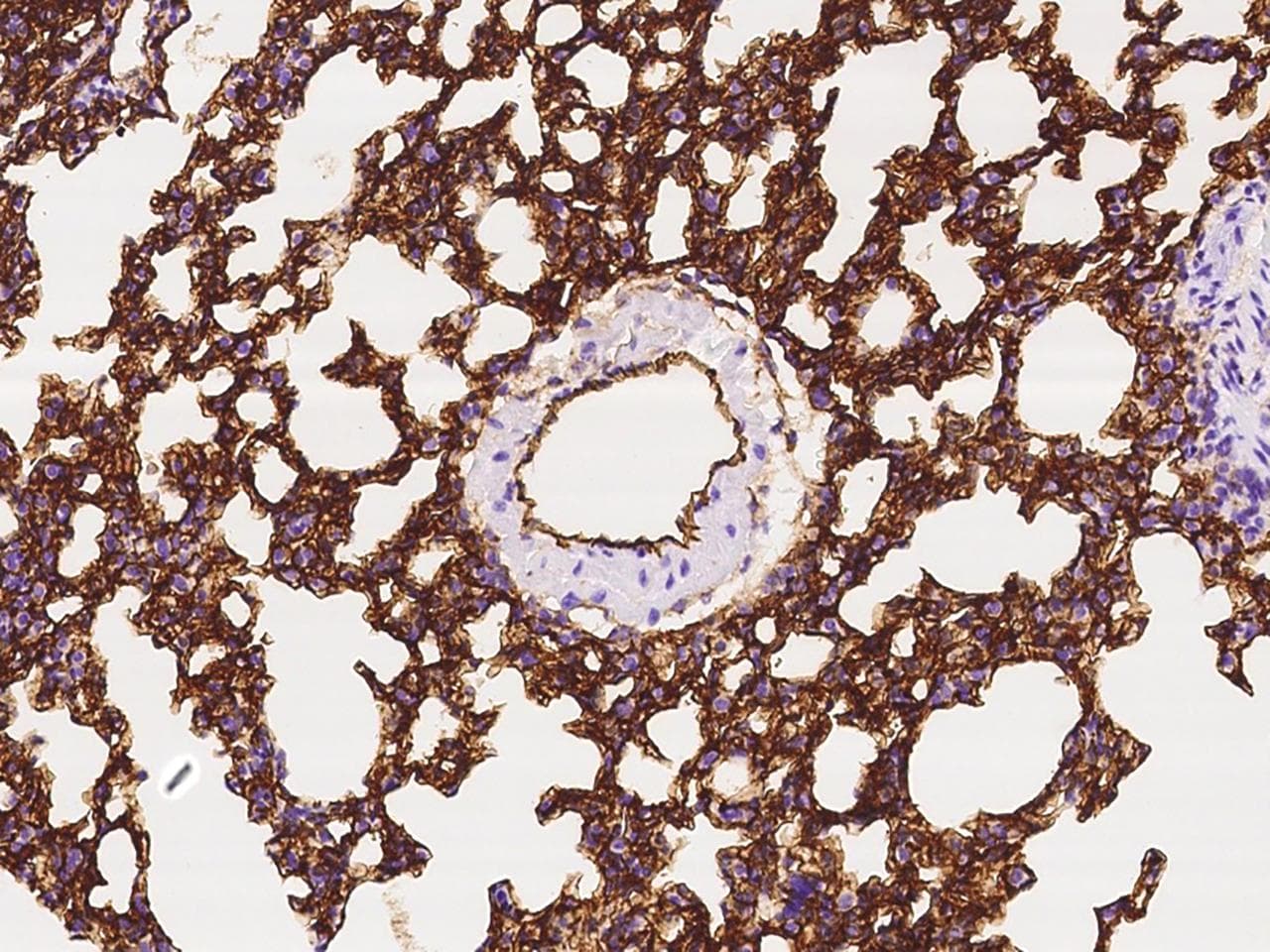 Monoclonal Rabbit anti-Mouse ICAM-1 / CD54 Antibody (clone 280, Preservative Free, IHC)