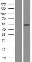 RBMS3 Protein (Over-Expression Lysate Myc-DDK (Flag))
