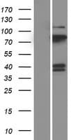 PTPRR Protein (Over-Expression Lysate Myc-DDK (Flag))