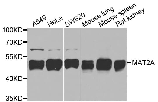 MAT2A Antibody