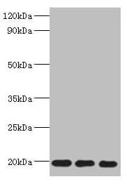NAA50 / NAT13 / SAN Antibody (aa1-169)