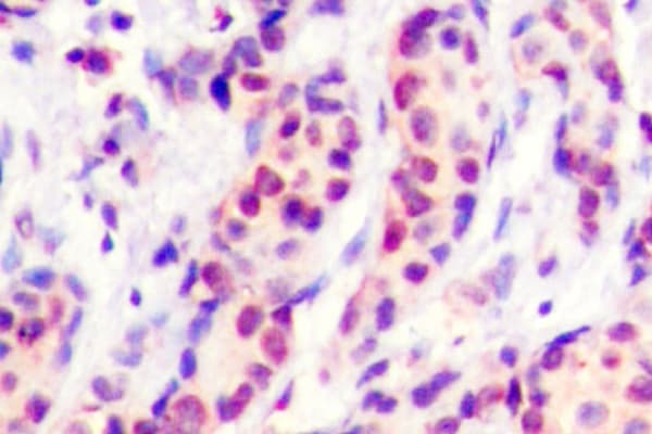 Polyclonal Rabbit anti-Human AP-1 / JUND Antibody (Val249, IHC, WB)
