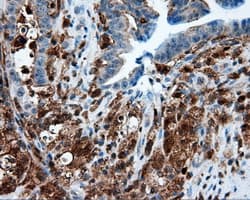 NPR3 Antibody (clone OTI4H1)