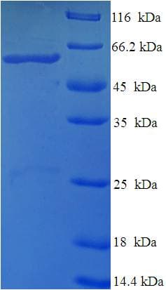 Bacillus subtilis thiO / Glycine Oxidase Protein (Recombinant His-SUMO)