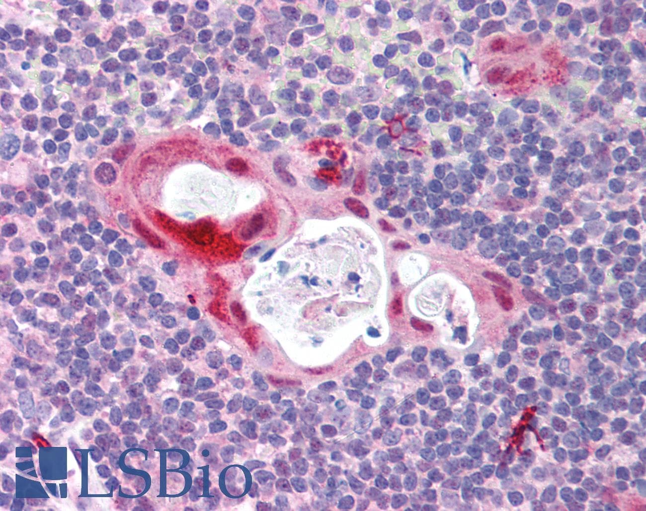 IHC-plus™ TLR6 Antibody