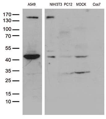 UBA3 / UBE1C Antibody (aa1-463, clone OTI1B9, Carrier-free)