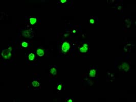 KDM4C / JMJD2C Antibody (clone OTI5B9)