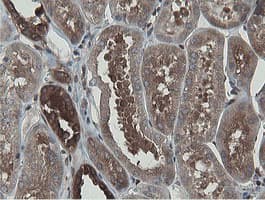 MIPEP Antibody (aa174-516, clone OTI5E7, Carrier-free)