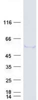 Human TRIM39 / RNF23 Protein (Recombinant Myc-DDK (Flag))