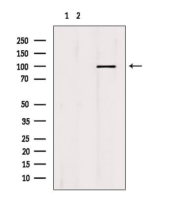 MCM10 Antibody