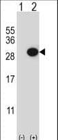 CTHRC1 Antibody (aa19-46)