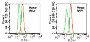 DDB1 Antibody (aa385-435)