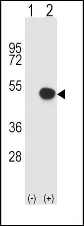 HLA-B Antibody (aa62-90)
