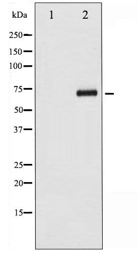 CDC25A Antibody (phospho-Ser124)