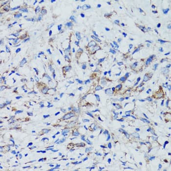 US01 / p115 Antibody
