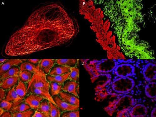 Goat Anti-Mouse IgG2b Secondary Antibody (Atto 655)