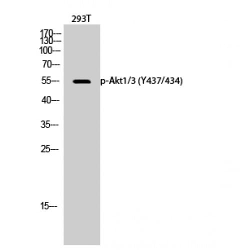 AKT1 + AKT3 Antibody (380-460 aa)