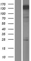 MLLT6 Protein (Over-Expression Lysate Myc-DDK (Flag))